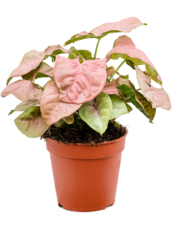 Verzorgingstips Syngonium